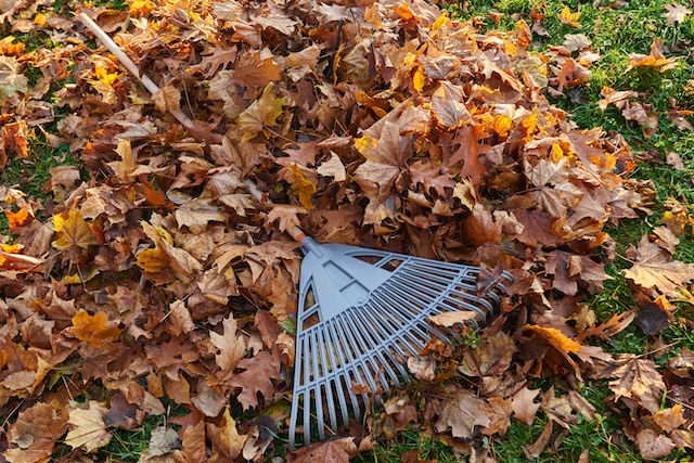 This is a picture of a rake to depict the name of the blog post, How to Prevent Back Pain During Fall Cleanup